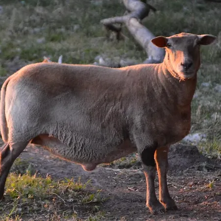 Himmelreich Ruegen Zirkow