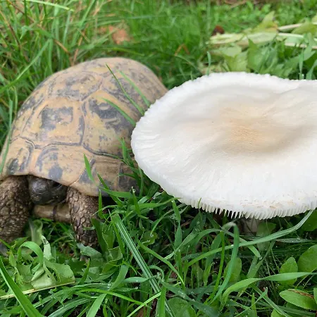 Апарт-отель Himmelreich Ruegen Zirkow